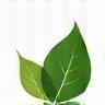 Leaf icon representing holistic approach and growth.